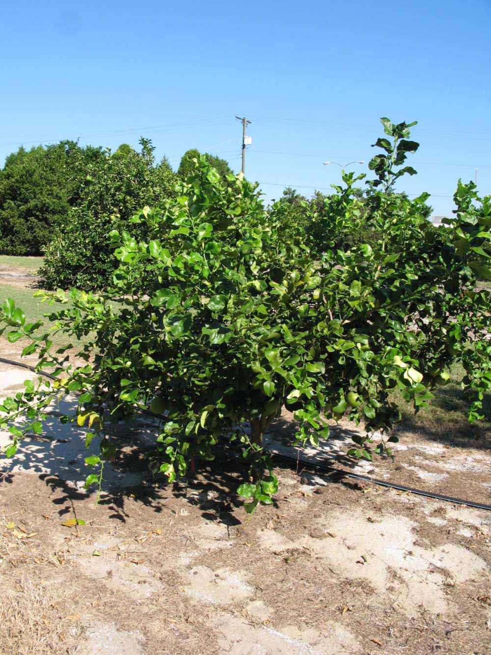            Habit (Winter Haven, FL)   